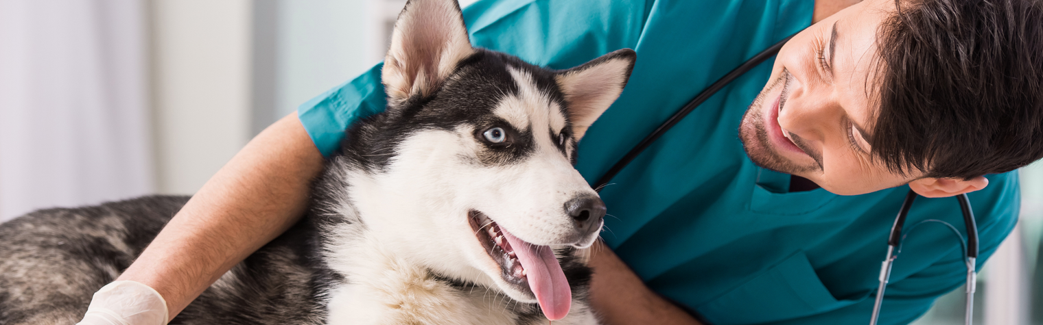 Preparing your pet for surgery