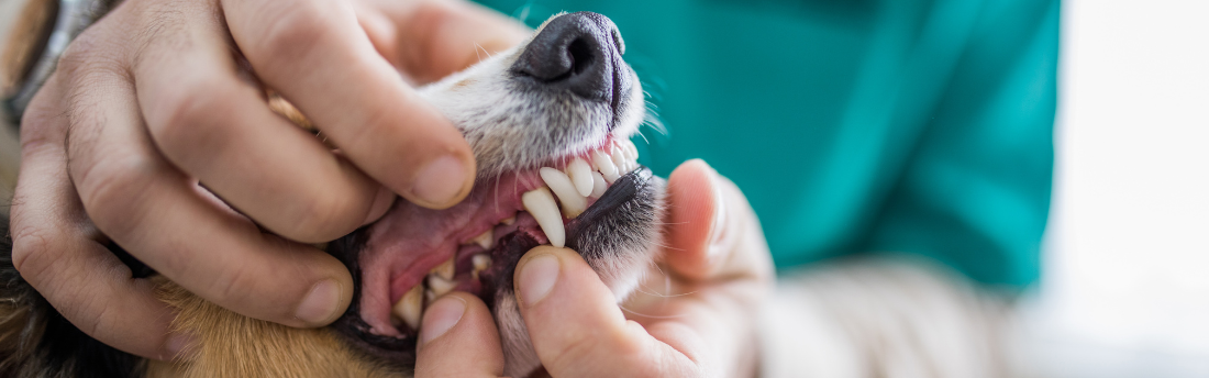 Dental cleaning to help your pet live their best life