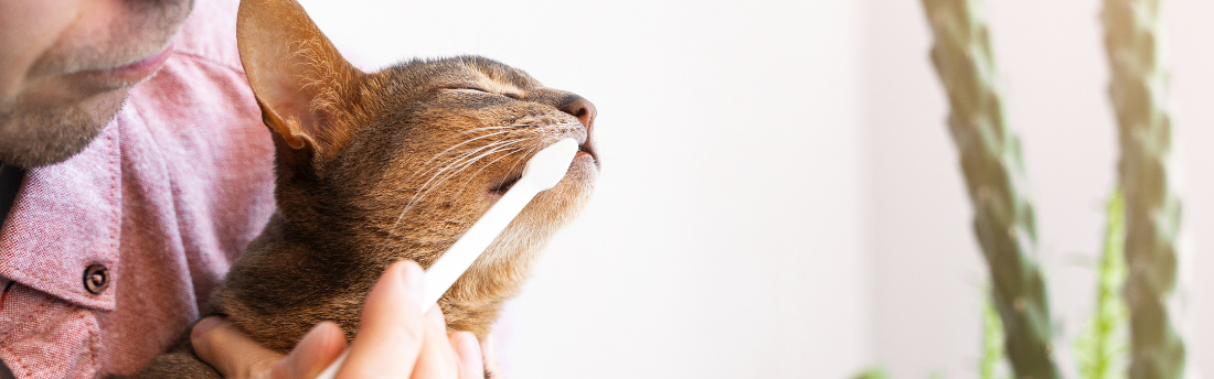 Achievable dental homecare