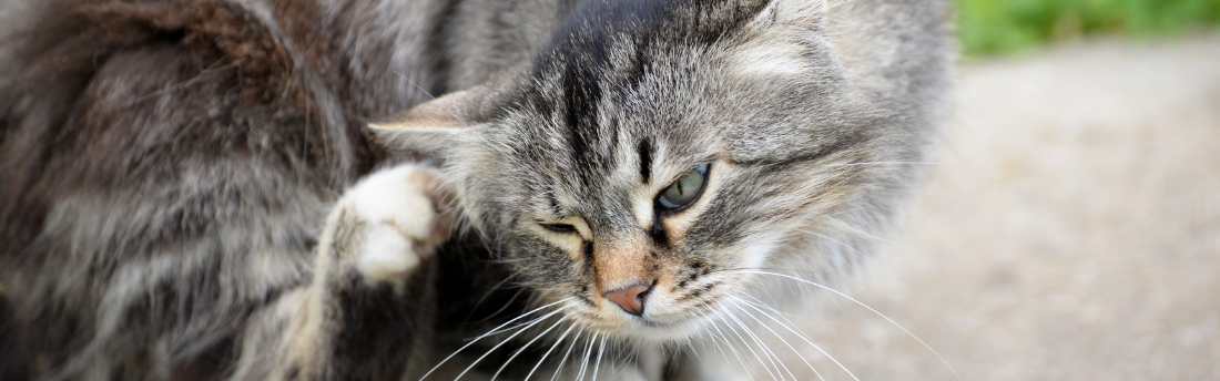 From itching and scratching to comfort and relaxing