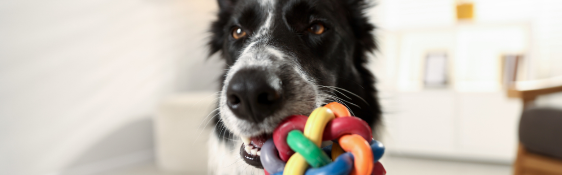 Simple enrichment to support your dog's best life