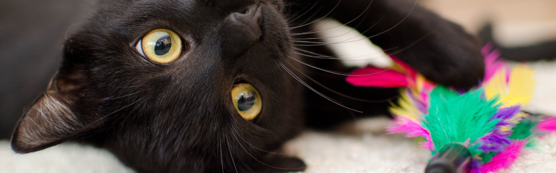 Cat enrichment: Keeping curious minds happy