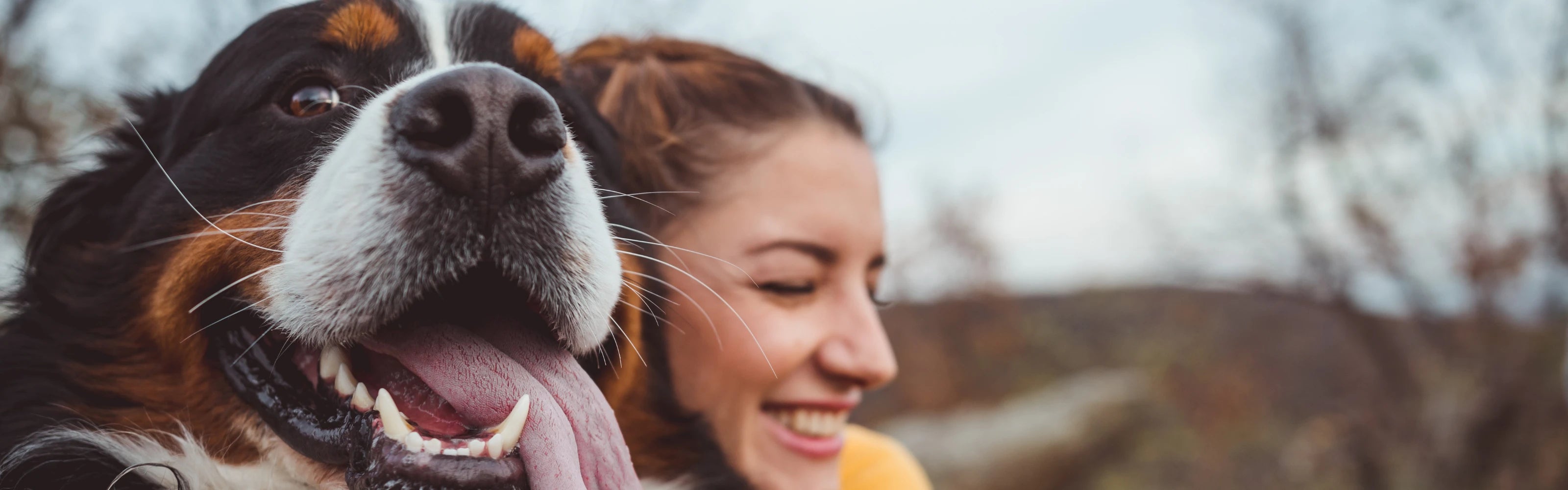 Dog Petfirst Veterinary Dog Petfirst Veterinary