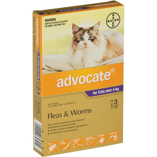 Advocate for Large Cats (Over 4kg)